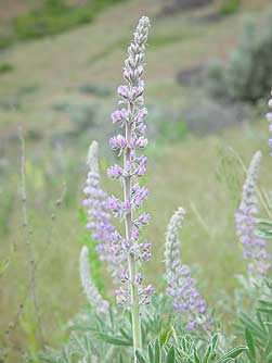 Purple velvet lupine picture - Lupinus holosericeus