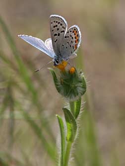 Acmon/lupine blue butterfly nectaring on Menzie's fiddleneck