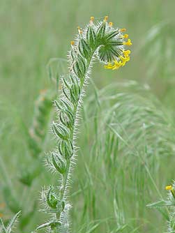 Picture of Menzie's fiddleneck flower - Amsinckia menziesii