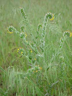 Picture of Menzie's fiddleneck, Amsinckia menziesii