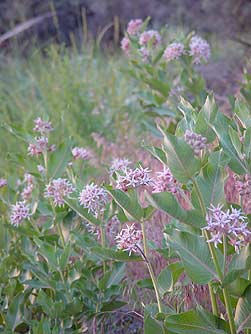 Picture of showy milkweed flowers - Asclepias speciosa