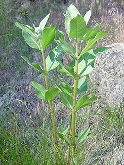 Showy milkweed leaves