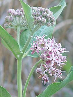 Showy milkweed flower picture