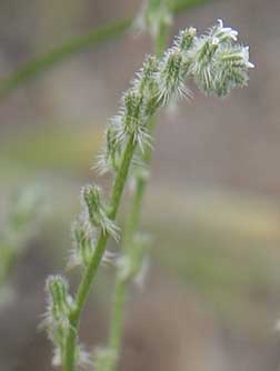 Weak-stemmed Cryptantha picture