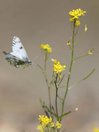 Picture of desert marble butterfly visiting tansy mustard flowers