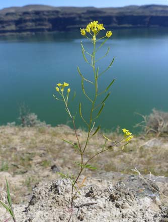 Western tansy mustard or Descurainia pinnata picture, near Wanapum Lake, WA