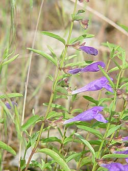 Narroleaf skullcap closeup