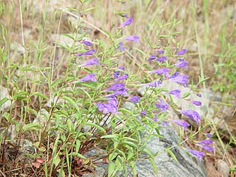 Narroleaf skullcap picture