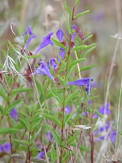 Narroleaf skullcap picture - Scutellaria angustifolia