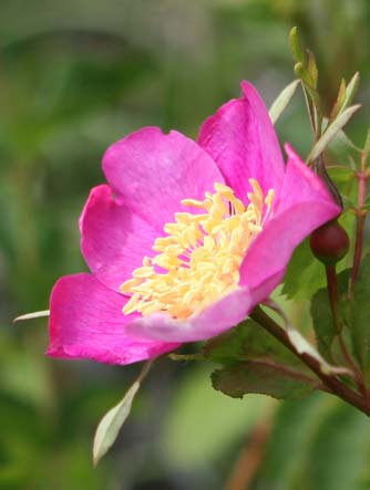 Nootka rose flower with long sepals