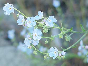 Picture of wild forget-me-not or stickseed flower