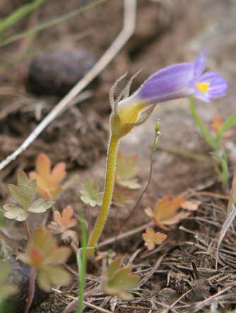 Oneflowered broomrape, naked broomrape or Orobanche uniflora