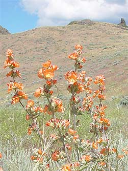Pictures of orange globe mallow
