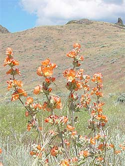 Picture of orange globe mallow