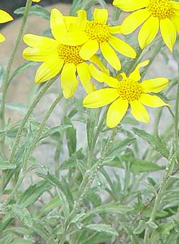 Oregon sunshine sunflower closeup picture - Eriophyllum lanatum