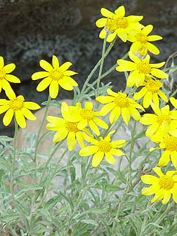 Oregon sunshine or wooly sunflower