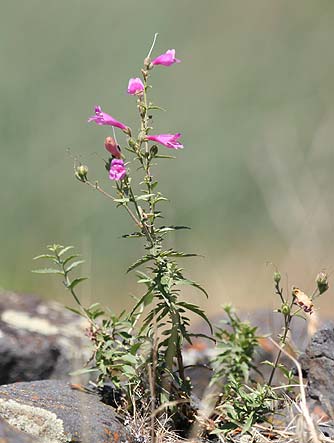 Picture of cutleaf penstemon wildflower - Penstemon richardsonii var richardsonii