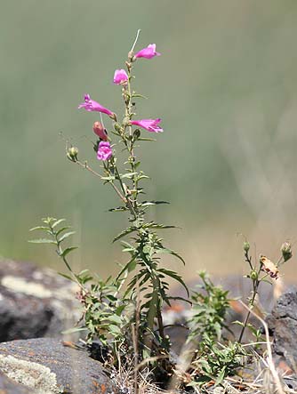 Pictures of cutleaf penstemons