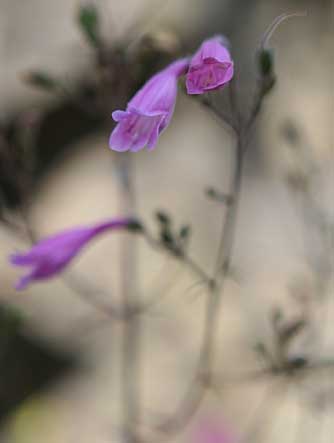 Blooming cutleaf penstemon flower picture