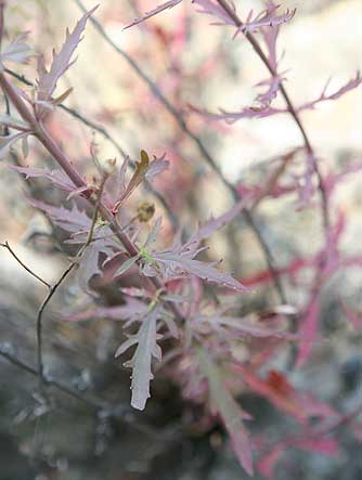 Cutleaf penstemon leaves