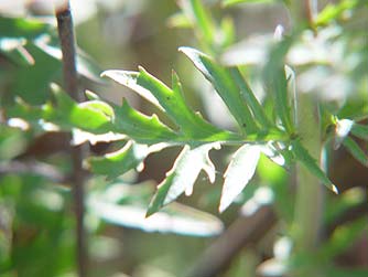 Cut-leaved penstemon leaf - Penstemon richardsonii var richardsonii