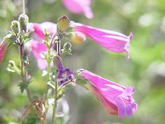 Cutleaf penstemon flowers