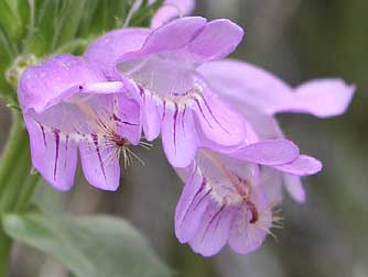 Blooming fuzzytongue penstemon flower picture