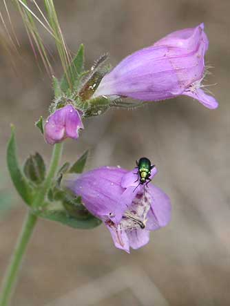 Fuzzytongue penstemon flower with green beetle