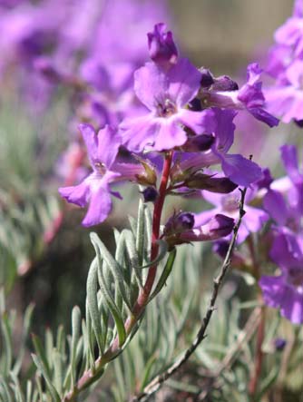 Gairdner's penstemon at Cowiche Canyon 
