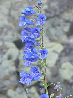Pictures of royal penstemon wildflower