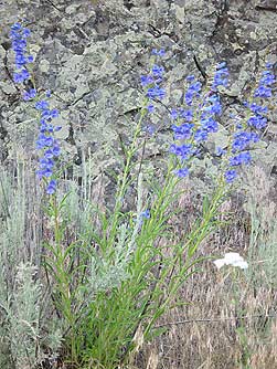 Picture of royal penstemon wildflower - Penstemon speciosus