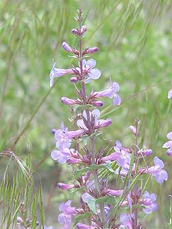 Picture of sand penstemon wildflower