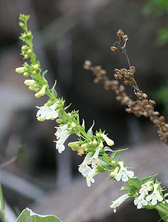 Scabland penstemon pictures