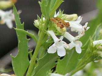 Picture of scabland penstemon flowers and leaves - Penstemon deustus