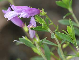 Shrubby penstemon flowers and leaves