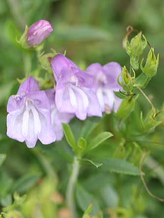 Shrubby penstemon flowers and leaves - Penstemon fruticosus var fruticosus