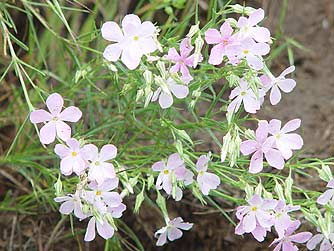 Picture of long-leaf phlox or phlox longifolia bloom in spring