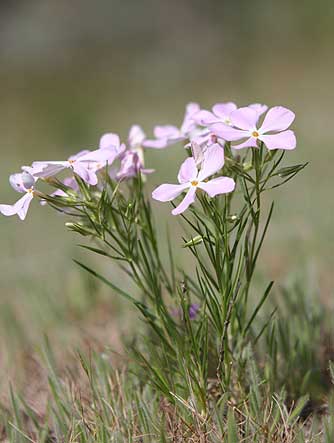 Pictures of long-leaf phlox or phlox longifolia