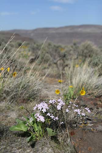 Showy phlox with balsamroot near Vantage, WA