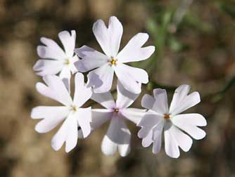 Pictures of showy phlox or Phlox speciosa