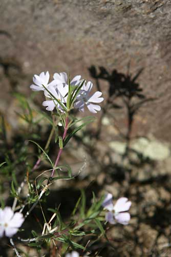 Picture of showy phlox or Phlox speciosa leaves