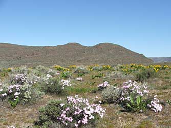 Picture of showy phlox with balasamroot