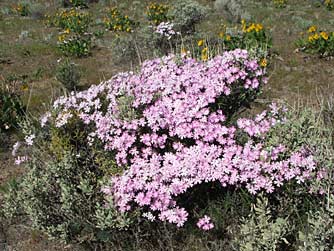 Picture of showy phlox or Phlox speciosa in bloom