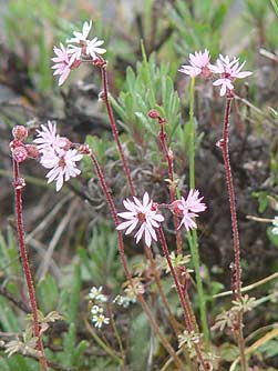 Prairie star above Umtanum creek