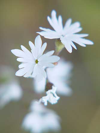 Little white prairie star wildflower