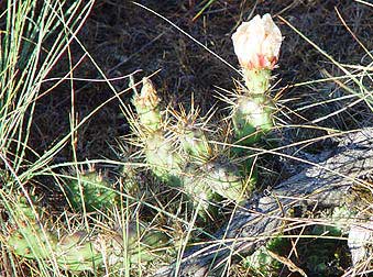 Picture of brittle prickly pear cactus - Opuntia Fragilis