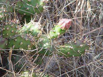 Brittle Prickly Pear Cactus Picture