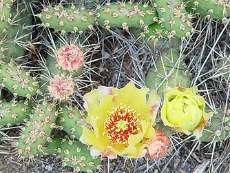 Picture of Yellow flowering Brittle Prickly Pear Desert Cactus