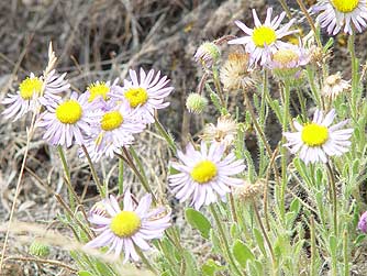Purple cushion daisy flower picture