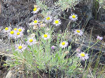 Picture of purple cushion daisy - Erigeron poliospermus